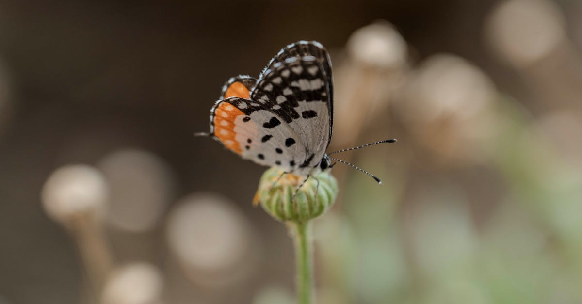 découvrez l'importance des politiques environnementales dans la protection de notre planète. apprenez comment ces mesures influencent le développement durable, la réduction des déchets et la lutte contre le changement climatique.