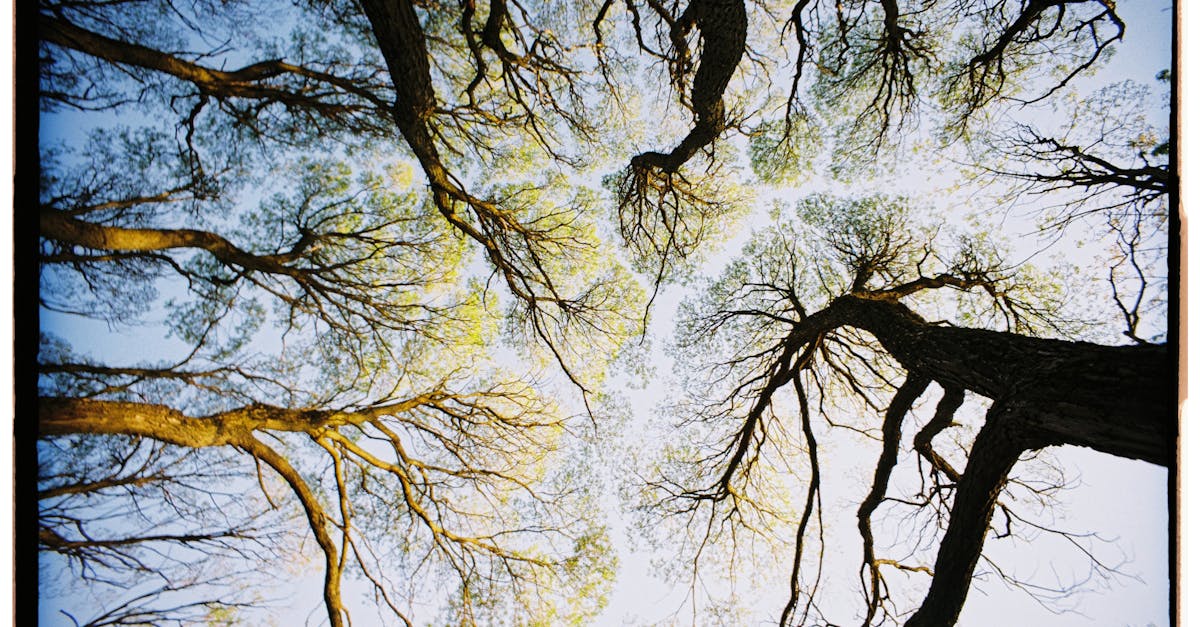 découvrez l'importance des politiques environnementales pour protéger notre planète. explorez comment des initiatives durables peuvent influencer le changement climatique, préserver la biodiversité et promouvoir un avenir plus vert.