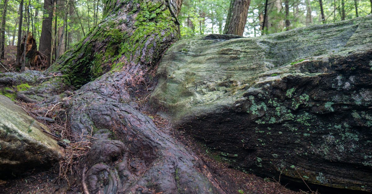 découvrez l'importance des valeurs environnementales dans notre société moderne. explorez comment elles influencent nos choix, nos comportements et notre engagement envers la protection de la planète. apprenez à intégrer ces valeurs au quotidien pour un avenir durable.