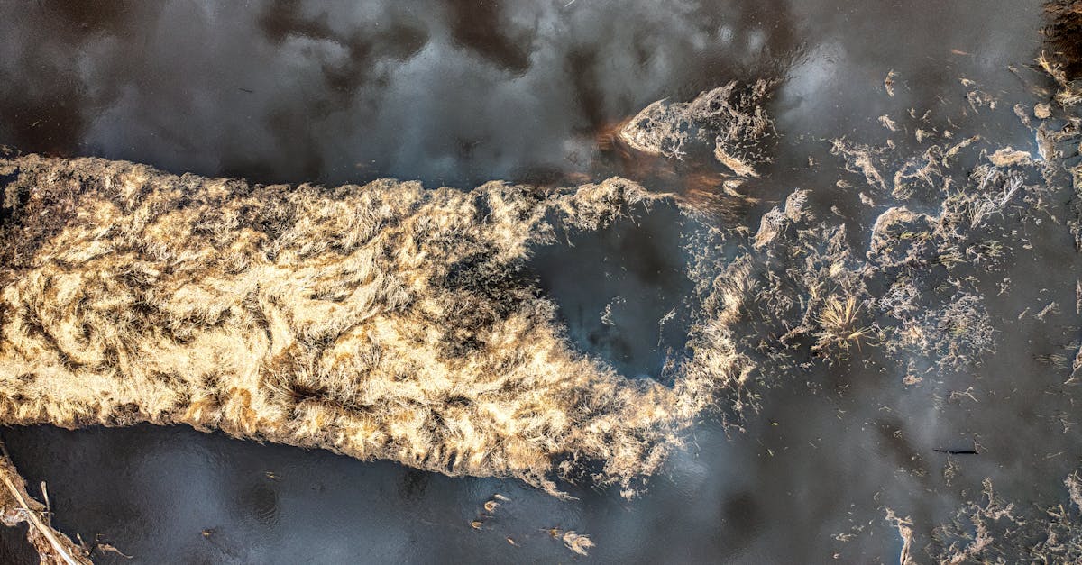 découvrez l'impact dévastateur de la destruction des habitats sur la biodiversité et l'environnement. apprenez-en plus sur les causes, les conséquences et les solutions pour préserver notre planète.