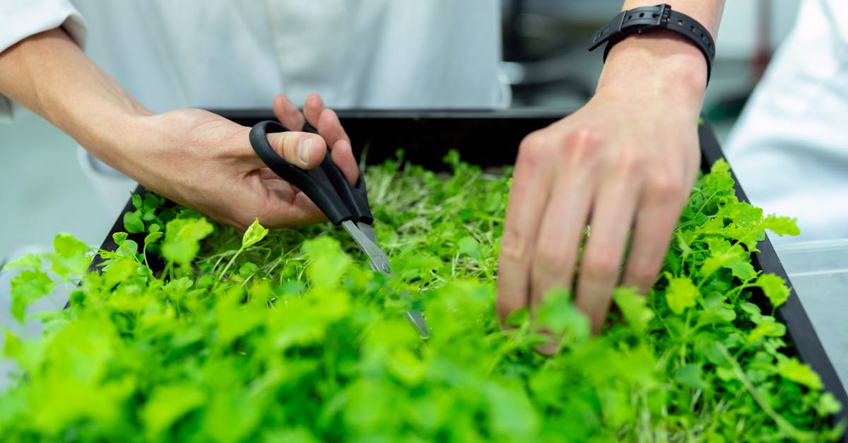 découvrez comment la durabilité façonne notre avenir grâce à des pratiques respectueuses de l'environnement. explorez des solutions innovantes pour un mode de vie écoresponsable et un développement durable au quotidien.