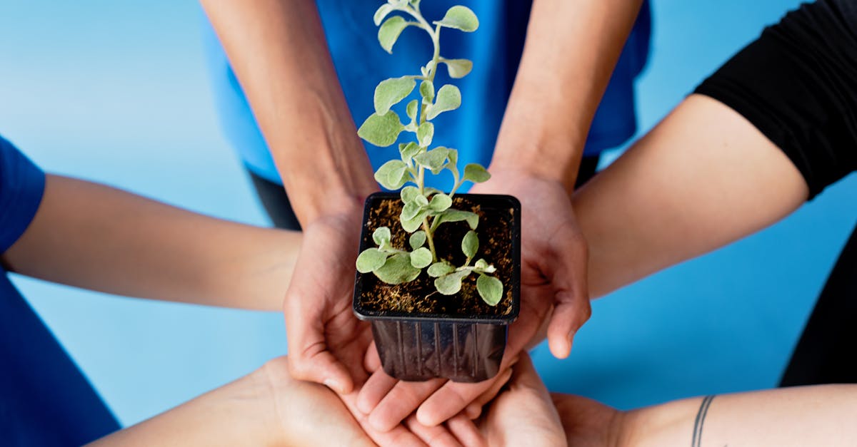 découvrez comment les partenariats en matière de durabilité peuvent transformer votre entreprise et favoriser un avenir plus vert. explorez des stratégies innovantes et des collaborations efficaces pour promouvoir la responsabilité environnementale et sociale.