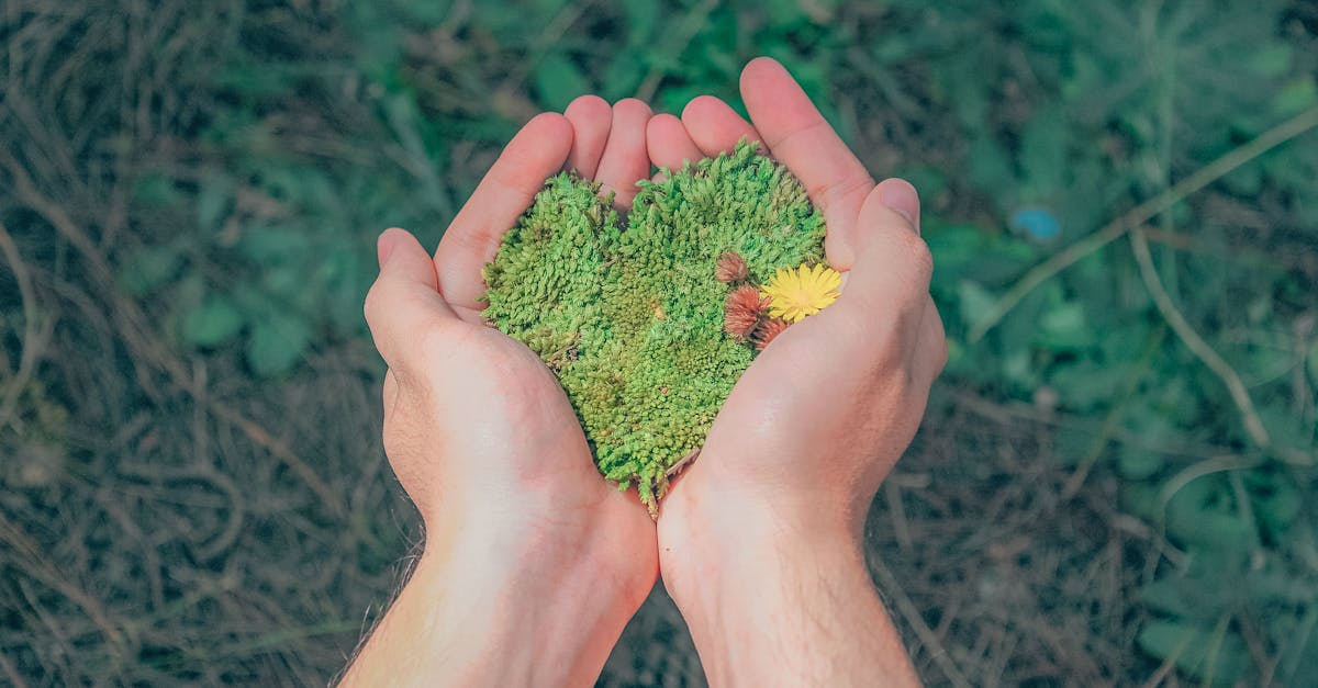 découvrez l'importance de la durabilité pour un avenir meilleur. explorez des pratiques écologiques, des innovations durables et des solutions pour préserver notre planète tout en favorisant un développement responsable.
