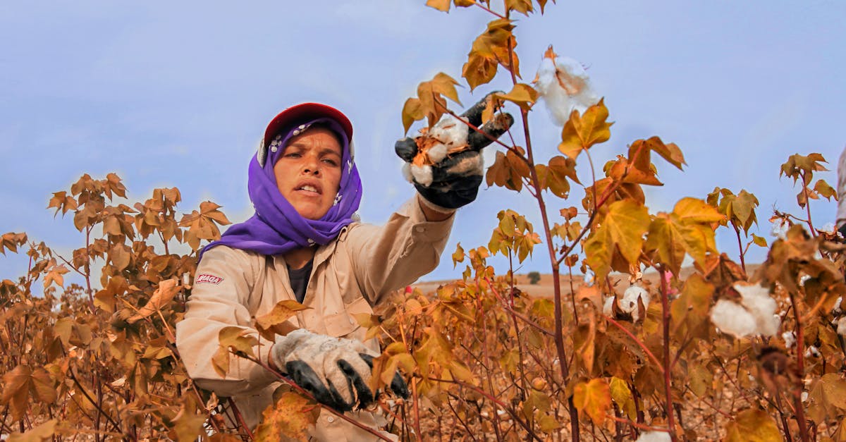 découvrez les principes de l'agriculture durable, une approche innovante qui allie respect de l'environnement, préservation des ressources naturelles et amélioration des rendements agricoles. apprenez comment cette méthode contribue à la sécurité alimentaire et à la promotion de pratiques agricoles responsables.