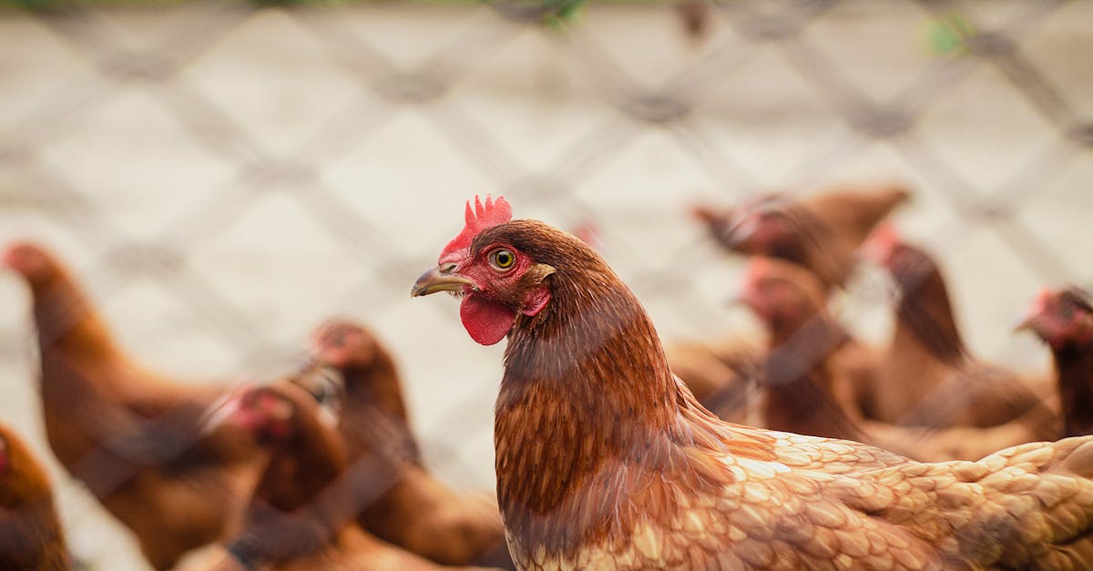 découvrez l'agriculture durable : une approche visant à produire des aliments de manière respectueuse de l'environnement, tout en préservant les ressources naturelles et en soutenant les communautés. engagez-vous pour un avenir agricole responsable.