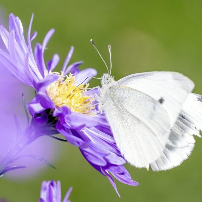 découvrez l'impact environnemental et les conséquences des actions humaines sur notre planète. explorez des solutions durables et engagez-vous pour un avenir plus vert.