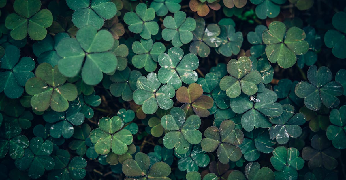 découvrez les enjeux et les principes du droit environnemental, une branche essentielle du droit visant à protéger notre planète. informez-vous sur les régulations, les législations et les conflits qui façonnent la protection des ressources naturelles et la lutte contre le changement climatique.