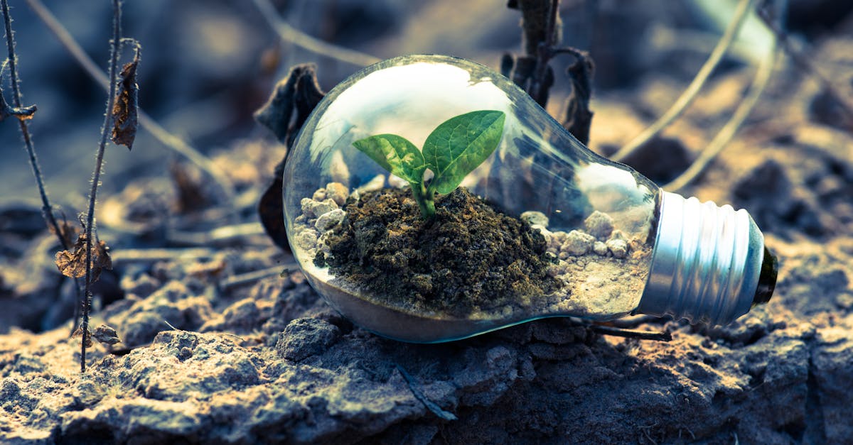 découvrez comment vivre de manière durable grâce à des pratiques respectueuses de l'environnement, des conseils pour réduire votre empreinte écologique et des idées pour un mode de vie écoresponsable.