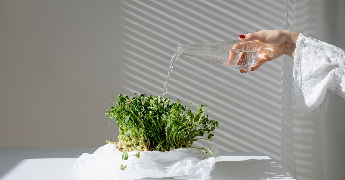 découvrez comment adopter un mode de vie durable grâce à des conseils pratiques et des astuces écologiques. engagez-vous pour la planète en intégrant des habitudes respectueuses de l'environnement dans votre quotidien.