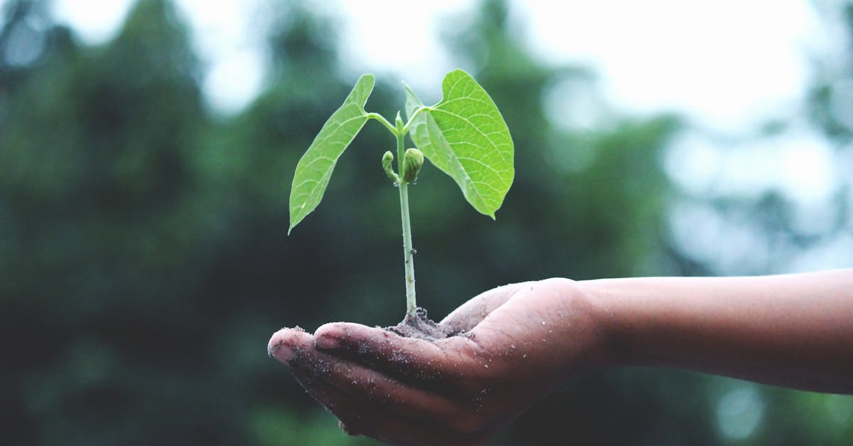 découvrez un monde durable où l'écologie et l'économie se rejoignent. explorez des solutions innovantes pour un avenir respectueux de l'environnement, alliant confort et responsabilité.