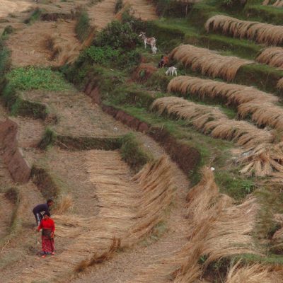 découvrez l'agriculture régénératrice, une approche innovante qui vise à restaurer les écosystèmes tout en produisant des aliments de manière durable. apprenez comment cette méthode profitent à la biodiversité, améliore la santé des sols et offre une alternative aux pratiques agricoles traditionnelles.
