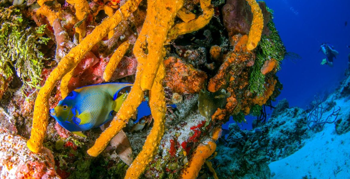 découvrez l'importance des écosystèmes fragiles et leur rôle crucial dans la biodiversité. explorez les menaces auxquelles ils font face et comment leur préservation est essentielle pour l'équilibre environnemental et le bien-être de notre planète.