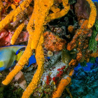 découvrez l'importance des écosystèmes fragiles et leur rôle crucial dans la biodiversité. explorez les menaces auxquelles ils font face et comment leur préservation est essentielle pour l'équilibre environnemental et le bien-être de notre planète.