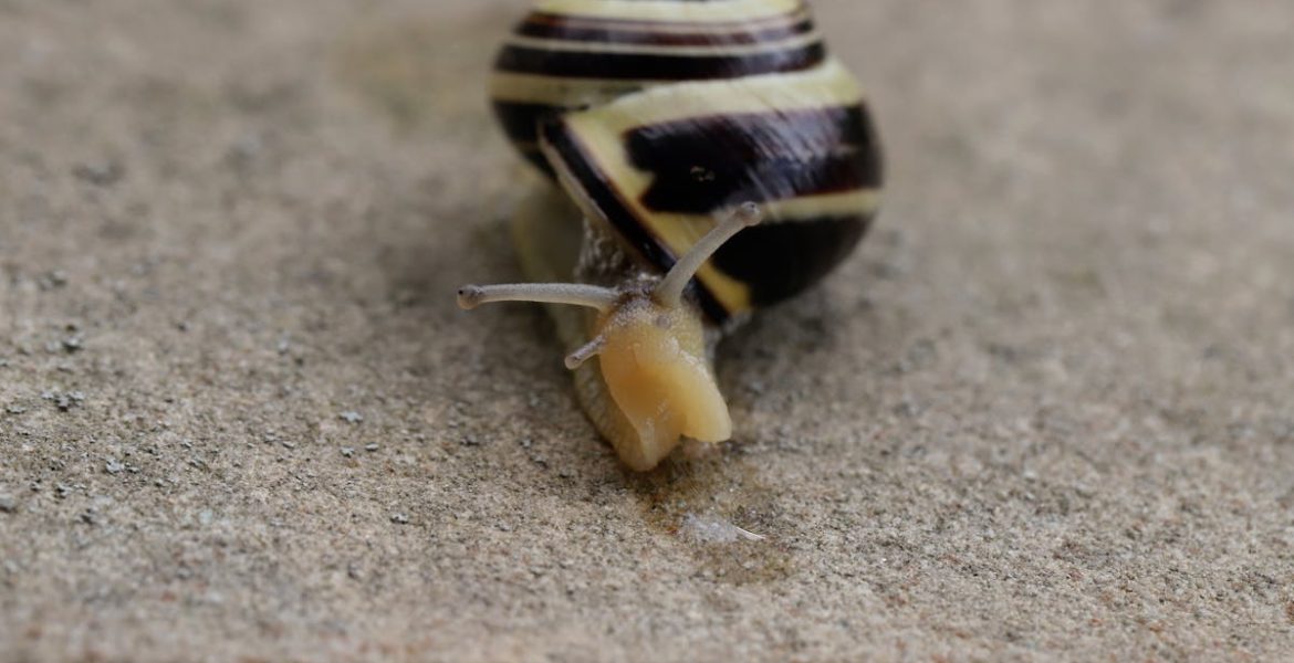 découvrez l'importance de la biodiversité, un trésor naturel essentiel pour l'équilibre des écosystèmes et la survie de notre planète. explorez comment la diversité des espèces contribue à la santé des habitats et au bien-être humain.