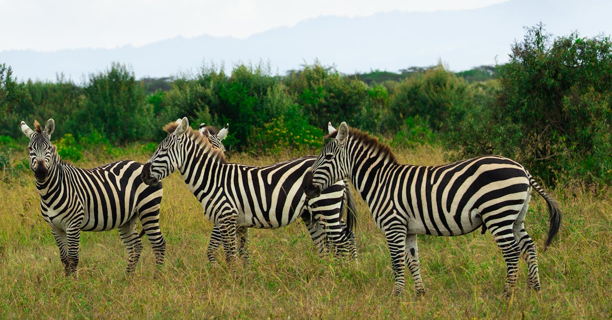 découvrez le monde fascinant de la biodiversité, son importance pour l'équilibre des écosystèmes et les actions à entreprendre pour la préserver. explorez les richesses de la nature et apprenez comment chaque espèce contribuera à notre avenir durable.