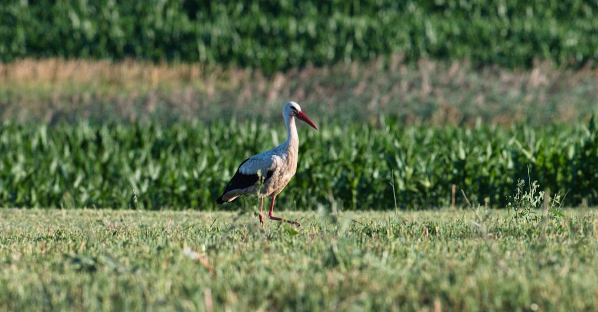 découvrez l'importance de la biodiversité, ses enjeux pour notre planète et les actions à entreprendre pour la préserver. une exploration des écosystèmes, des espèces menacées et des solutions pour un avenir durable.