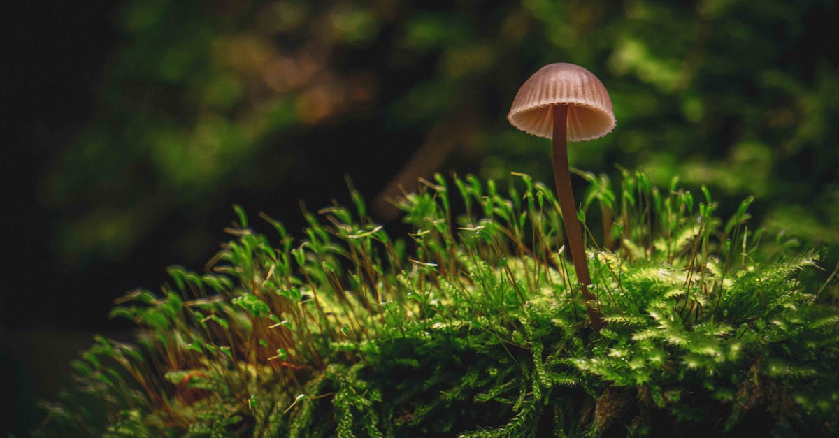 découvrez l'importance des écosystèmes fragiles et leur rôle crucial dans la biodiversité. explorez les menaces qui pèsent sur ces habitats sensibles et les solutions pour les protéger.