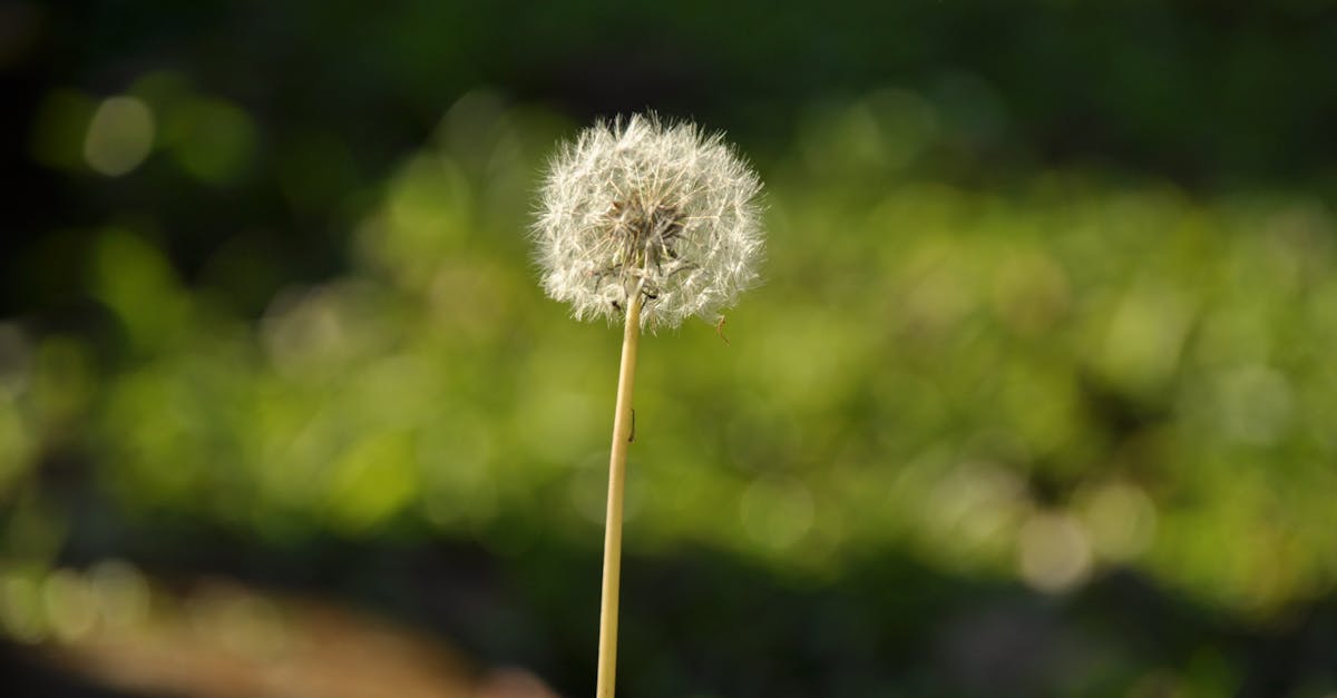 découvrez les écosystèmes fragiles, des milieux naturels délicats menacés par les changements climatiques et l'activité humaine. explorez leur importance, les dangers qui les guettent et les actions nécessaires pour les protéger.