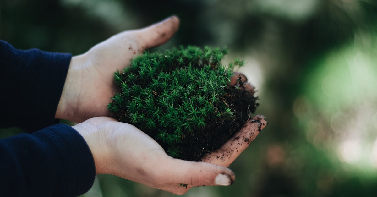 découvrez l'importance des écosystèmes fragiles, leur rôle vital dans la biodiversité et les menaces qui pèsent sur leur survie. apprenez comment préserver ces milieux délicats pour un avenir durable.