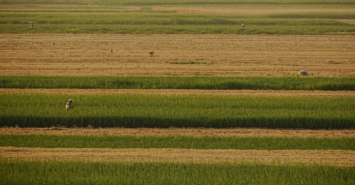 découvrez l'agriculture régénérative, une approche innovante qui vise à restaurer les sols, améliorer la biodiversité et promouvoir un écosystème durable tout en répondant aux besoins alimentaires de demain.