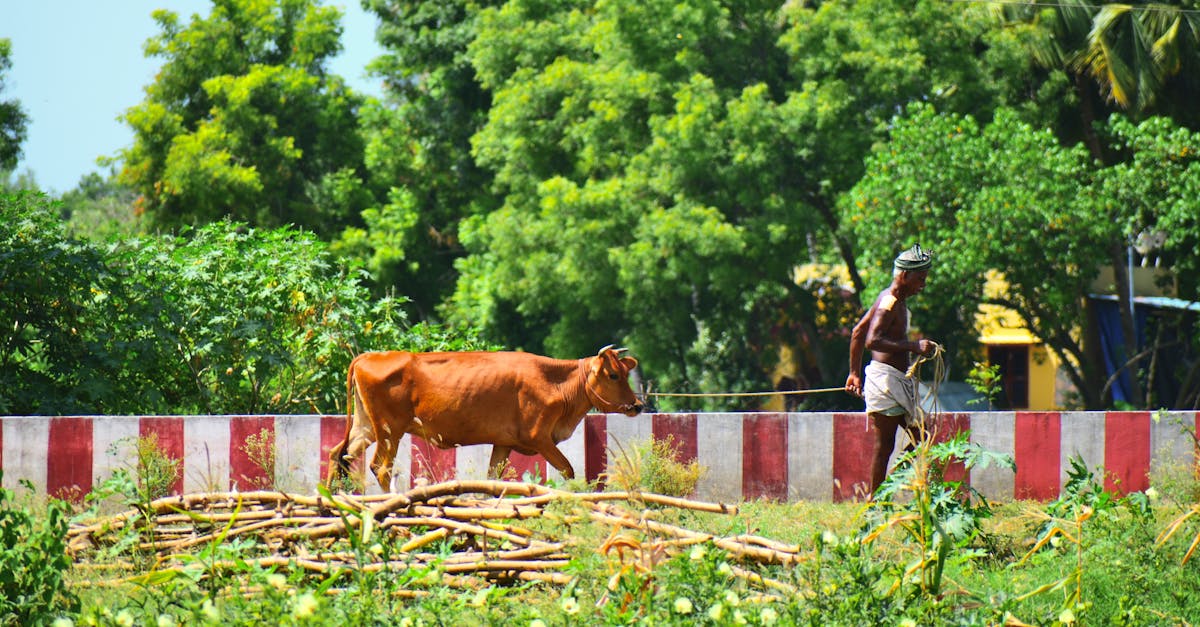 découvrez l'agriculture régénératrice, une approche innovante visant à restaurer la santé des sols, améliorer la biodiversité et lutter contre le changement climatique, tout en garantissant une production alimentaire durable et responsable.