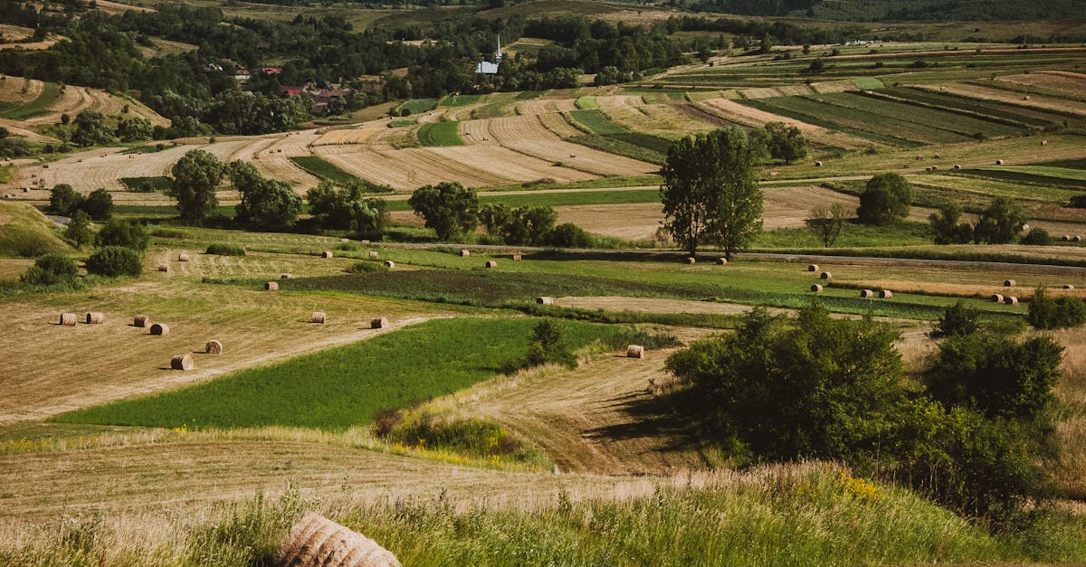 découvrez l'agriculture régénérative, une approche durable qui améliore la santé des sols, favorise la biodiversité et contribue à lutter contre le changement climatique. apprenez comment cette méthode innovante transforme les pratiques agricoles pour un avenir plus vert et résilient.
