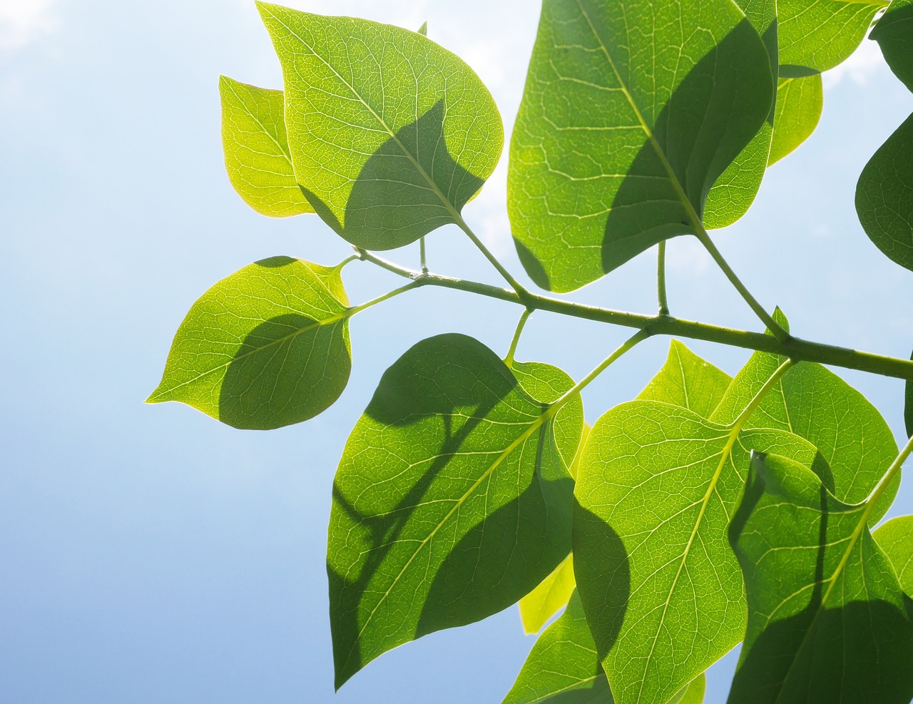 découvrez ce qu'est une green subsidy : définition, exemples et enjeux pour favoriser la transition écologique grâce aux aides et subventions vertes. informations sur les bénéfices pour l'environnement et l'économie.