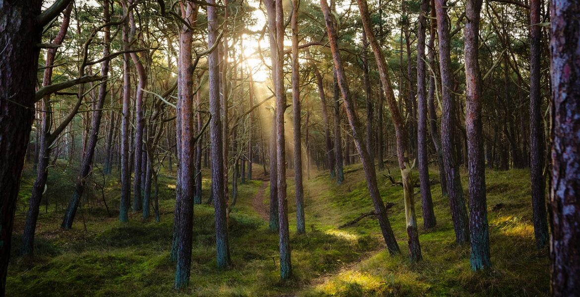découvrez l'importance des forêts, leur rôle essentiel dans la biodiversité, la régulation du climat et la préservation de notre planète.