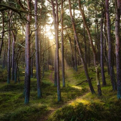 découvrez l'importance des forêts, leur rôle essentiel dans la biodiversité, la régulation du climat et la préservation de notre planète.