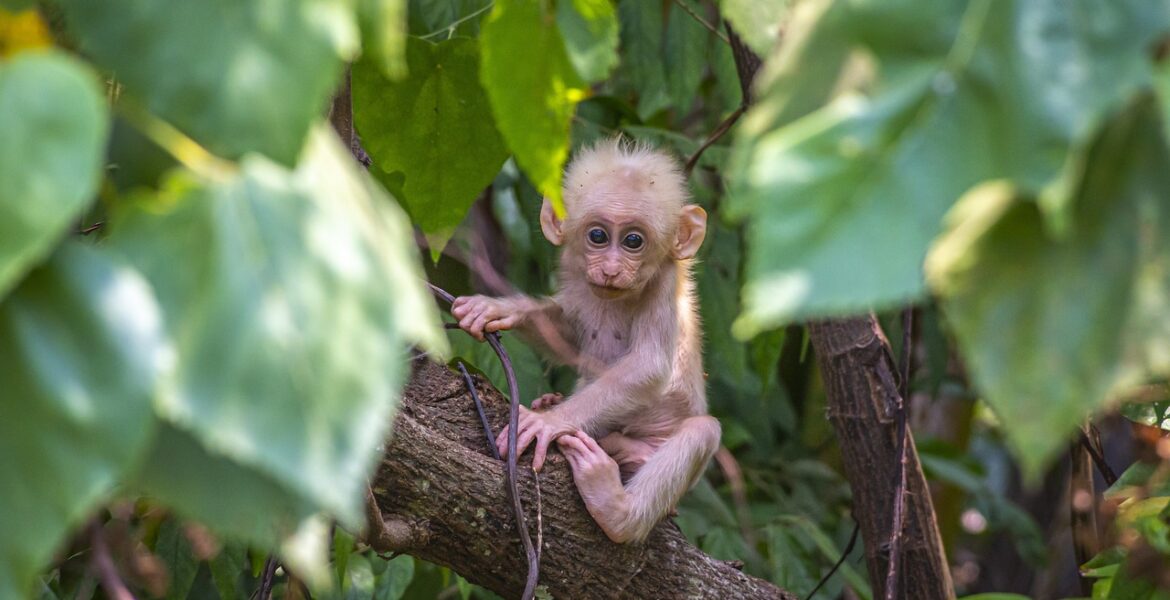 découvrez la beauté et la diversité exceptionnelle des forêts tropicales australiennes : faune unique, paysages luxuriants et trésors naturels à explorer lors de votre prochain voyage.