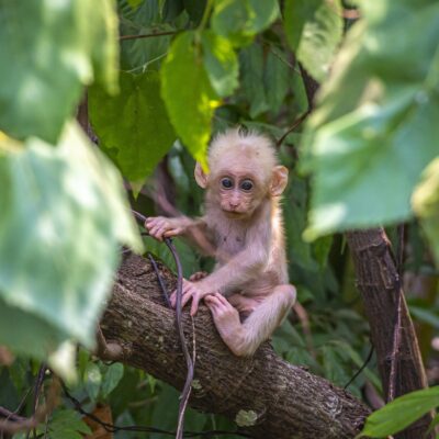 découvrez la beauté et la diversité exceptionnelle des forêts tropicales australiennes : faune unique, paysages luxuriants et trésors naturels à explorer lors de votre prochain voyage.