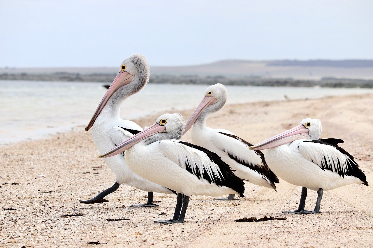 découvrez la beauté des forêts tropicales australiennes : biodiversité exceptionnelle, paysages verdoyants, faune et flore uniques à explorer à travers l’australie.