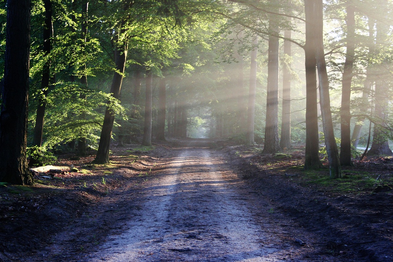 découvrez tout sur les forêts : leur importance, leur biodiversité, les menaces auxquelles elles font face et comment les protéger pour garantir un avenir durable.