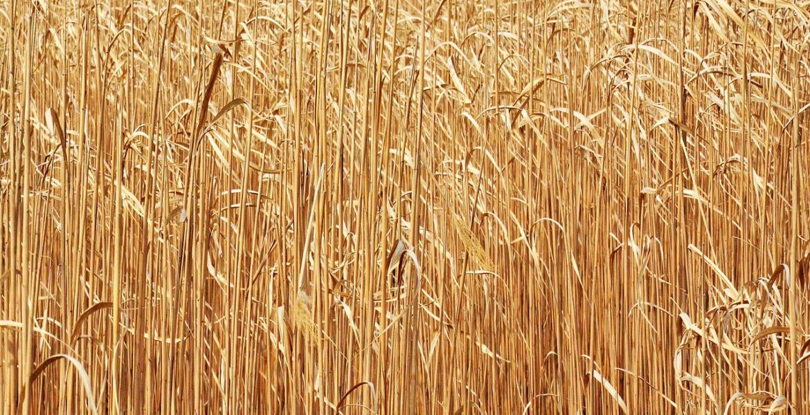 découvrez les biocarburants : des sources d'énergie renouvelable issues de la biomasse, offrant une alternative écologique aux carburants fossiles pour réduire les émissions de co2 et soutenir la transition énergétique.