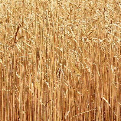 découvrez les biocarburants : des sources d'énergie renouvelable issues de la biomasse, offrant une alternative écologique aux carburants fossiles pour réduire les émissions de co2 et soutenir la transition énergétique.