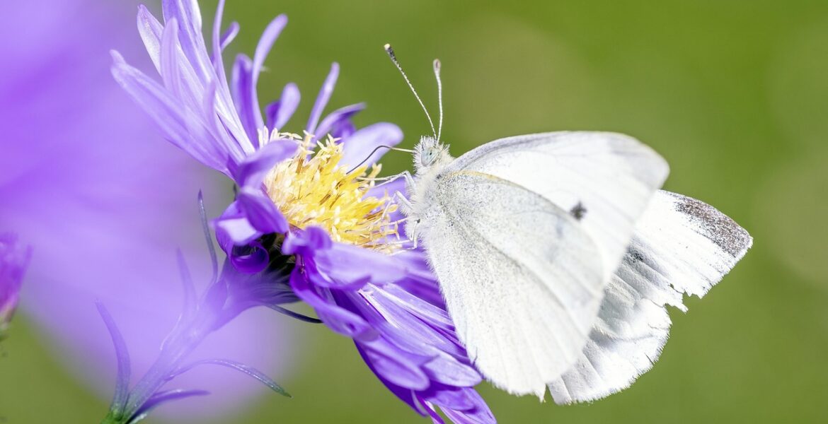découvrez l'impact environnemental de l'alimentation et comment vos choix alimentaires peuvent contribuer à un avenir plus durable.