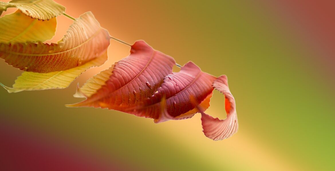 découvrez les utilisations polyvalentes du bicarbonate de soude et du vinaigre blanc pour le nettoyage, la cuisine, et bien plus encore.