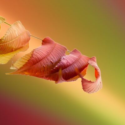 découvrez les utilisations polyvalentes du bicarbonate de soude et du vinaigre blanc pour le nettoyage, la cuisine, et bien plus encore.