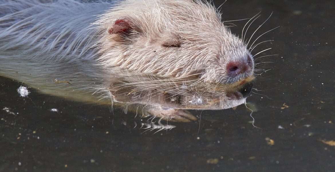 le nutri-score est un label nutritionnel simple et clair qui évalue la qualité nutritionnelle des aliments afin d'aider les consommateurs à faire des choix alimentaires plus sains.
