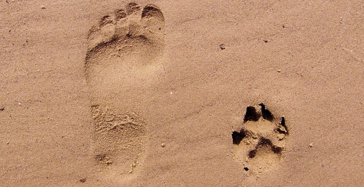 suivez et réduisez votre empreinte carbone grâce à notre outil de suivi précis et facile à utiliser.