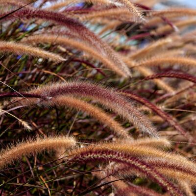 découvrez nos fleurs de saint-valentin écologiques, cultivées avec soin pour un amour respectueux de la planète. offrez des bouquets durables et élégants pour une célébration pleine de douceur et d'engagement.