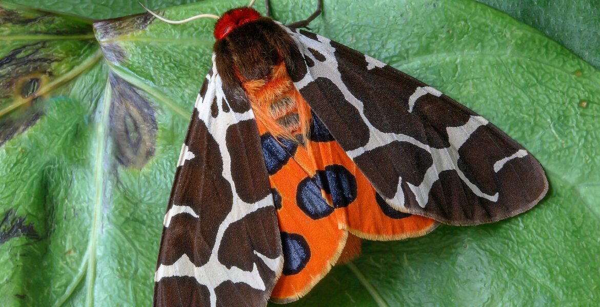 découvrez comment transformer votre jardin en un espace magnifique et accueillant grâce à nos conseils et idées de jardinage.