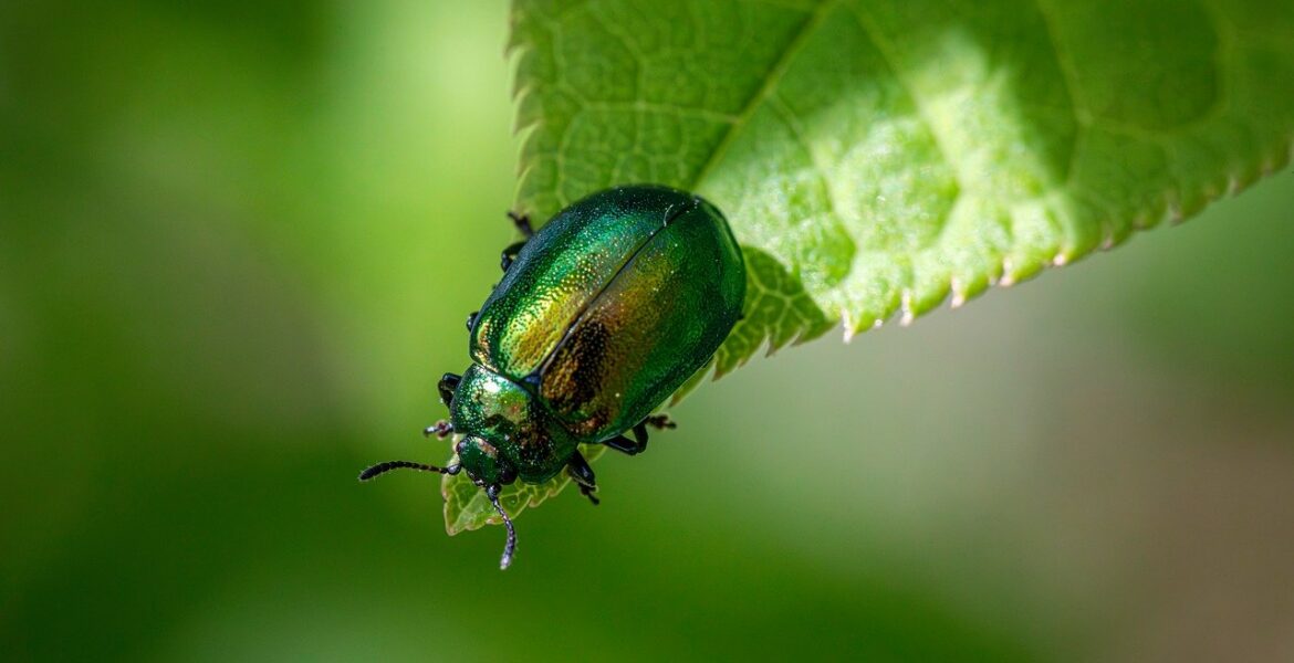 découvrez l'importance de la biodiversité, son rôle essentiel dans l'équilibre des écosystèmes et les actions pour la préserver.