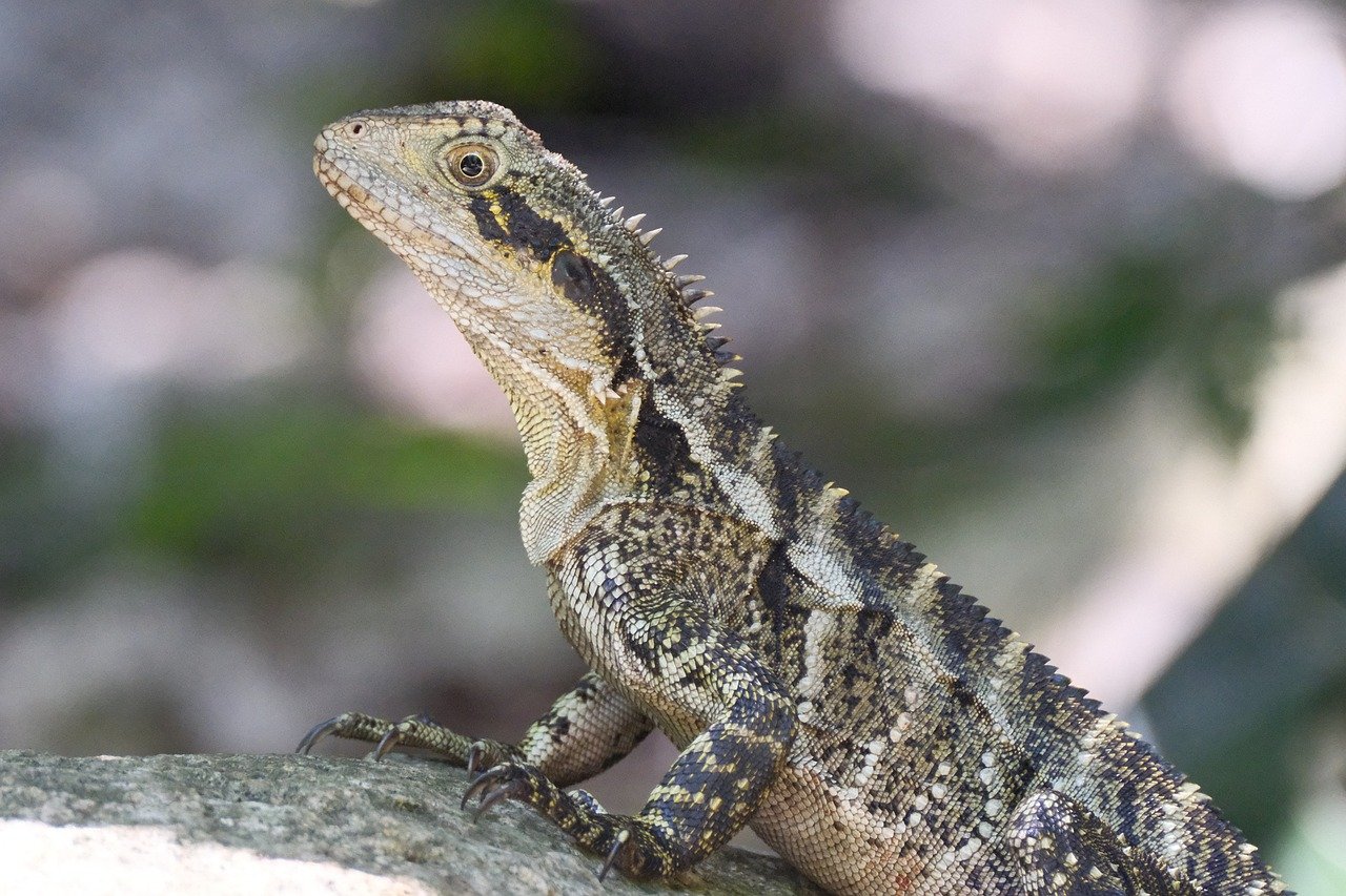 découvrez l'importance de la biodiversité, son rôle essentiel dans l'équilibre des écosystèmes et les actions pour la préserver.