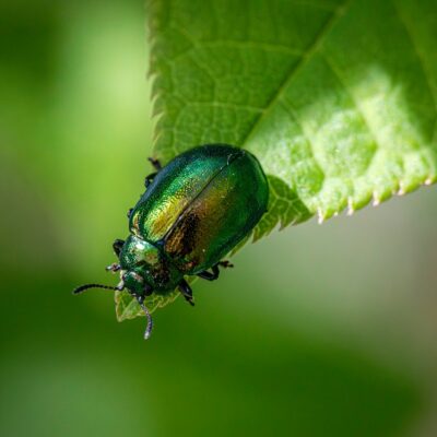 découvrez l'importance de la biodiversité, son rôle essentiel dans l'équilibre des écosystèmes et les actions pour la préserver.