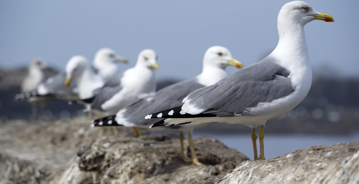 découvrez l'importance de l'environnement et les actions essentielles pour le protéger et préserver notre planète pour les générations futures.