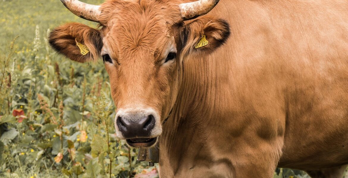 découvrez tout sur le bétail : élevage, soins, gestion et conseils pour optimiser la production animale.