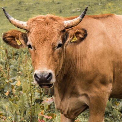 découvrez tout sur le bétail : élevage, soins, gestion et conseils pour optimiser la production animale.