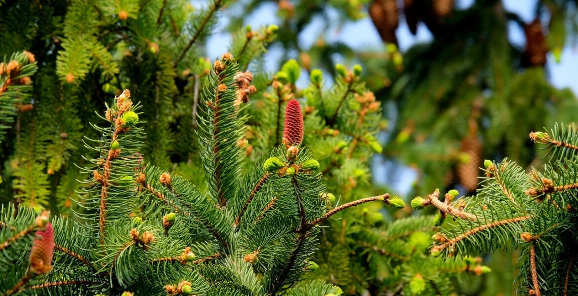 découvrez les stratégies de croissance durable pour assurer un développement économique respectueux de l'environnement et bénéfique à long terme.
