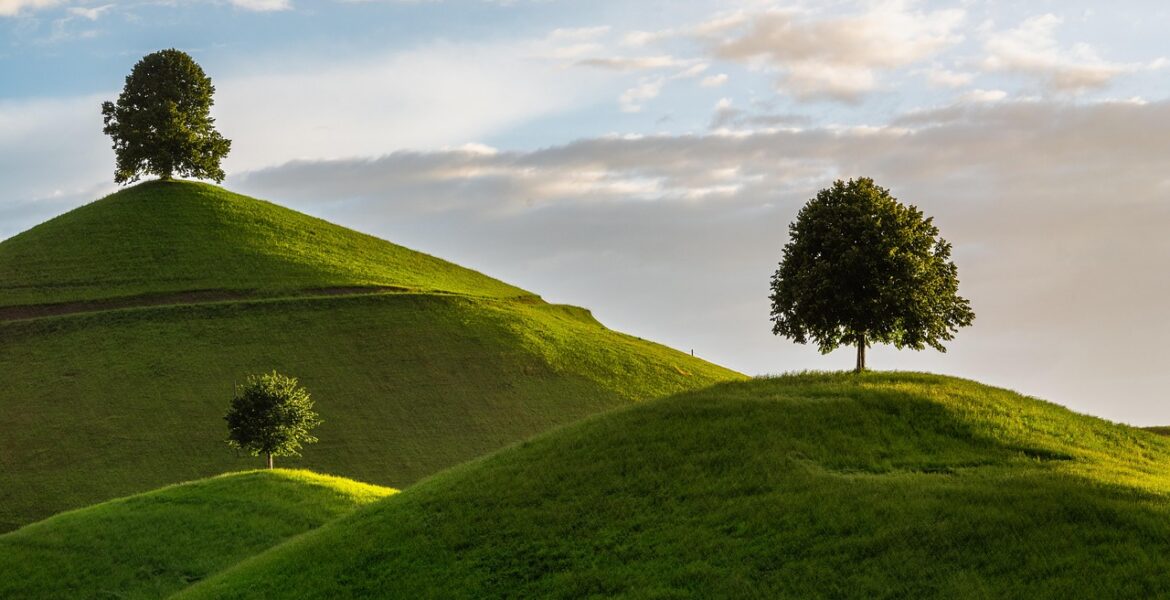 découvrez nos conseils et astuces pour l'entretien des arbres et l'aménagement paysager afin de sublimer vos espaces verts.